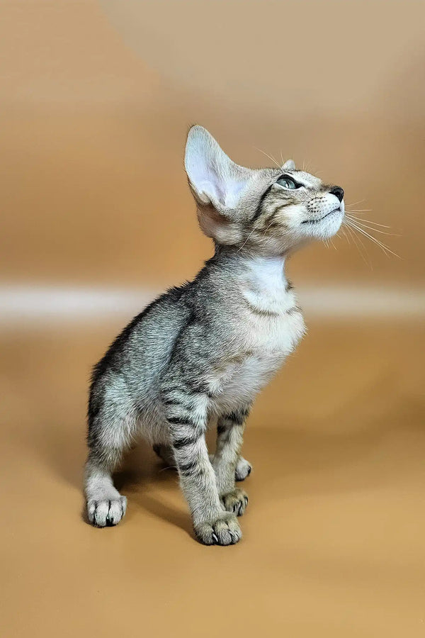 Yuki | oriental shorthair kitten