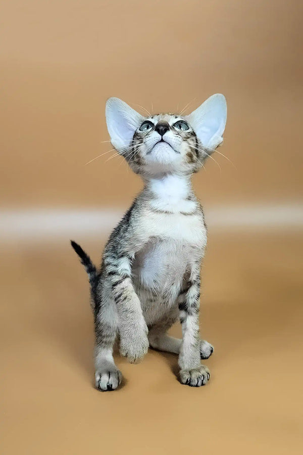 Yuki | oriental shorthair kitten