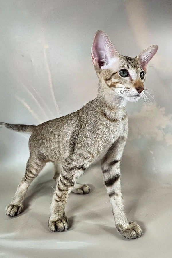 Yukka | oriental shorthair kitten