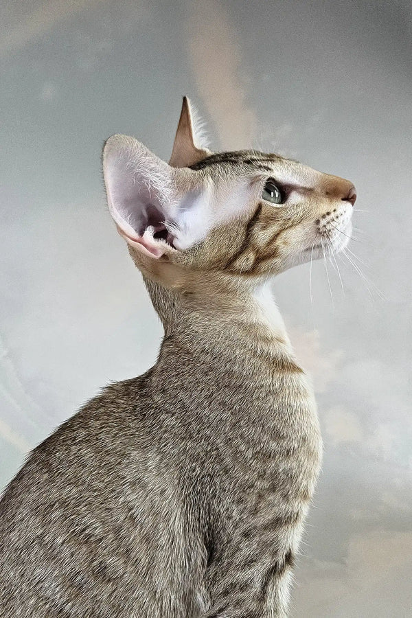 Yukka | oriental shorthair kitten