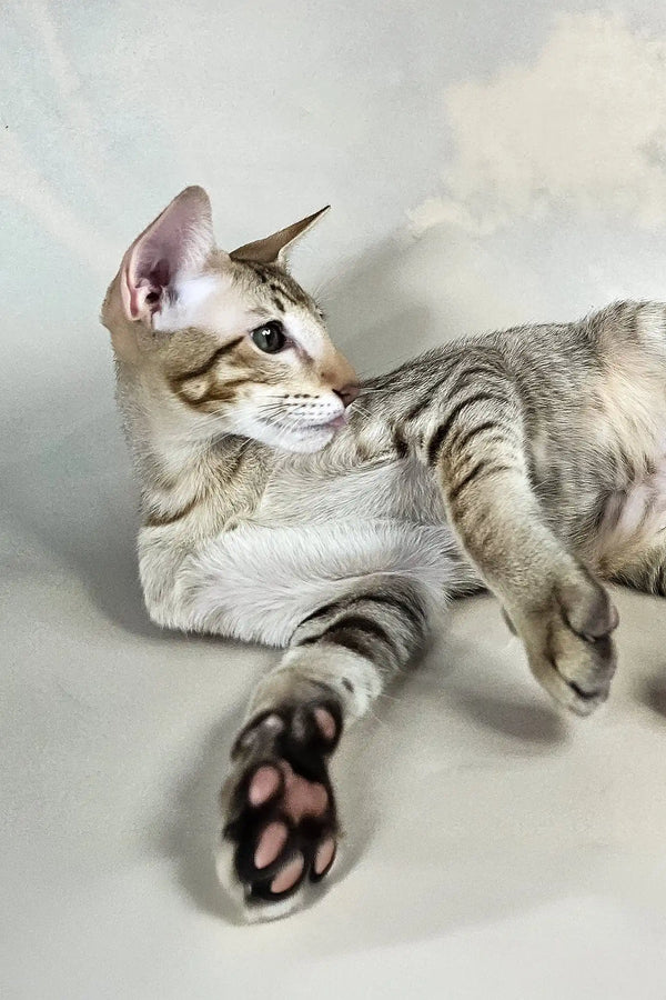 Yukka | oriental shorthair kitten