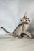 Yukka | oriental shorthair kitten