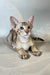Yukka | oriental shorthair kitten
