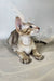 Yukka | oriental shorthair kitten