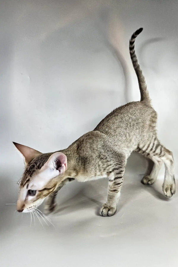 Yukka | oriental shorthair kitten