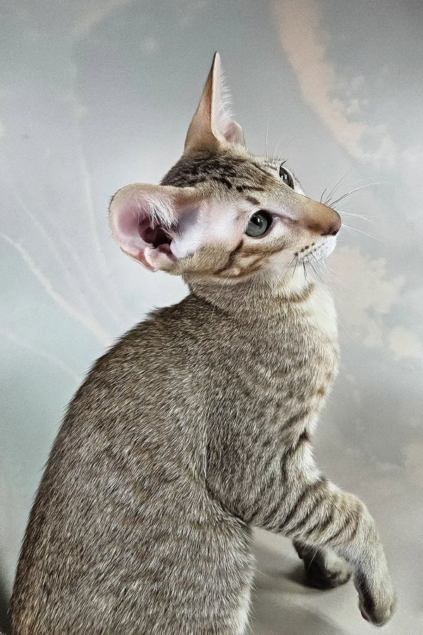 Yukka | oriental shorthair kitten