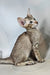 Yukka | oriental shorthair kitten