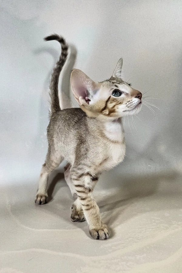 Yukka | oriental shorthair kitten