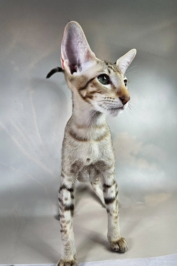 Yukka | oriental shorthair kitten
