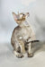 Yukka | oriental shorthair kitten