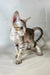 Yukka | oriental shorthair kitten
