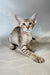 Yukka | oriental shorthair kitten