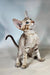 Yukka | oriental shorthair kitten