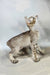 Yukka | oriental shorthair kitten