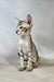 Yukka | oriental shorthair kitten