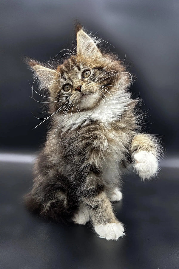 Fluffy Maine Coon kitten with long fur and alert expression, perfect for any cat lover