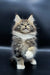 Fluffy Maine Coon kitten with ear tufts gazing upward in Yukon product image