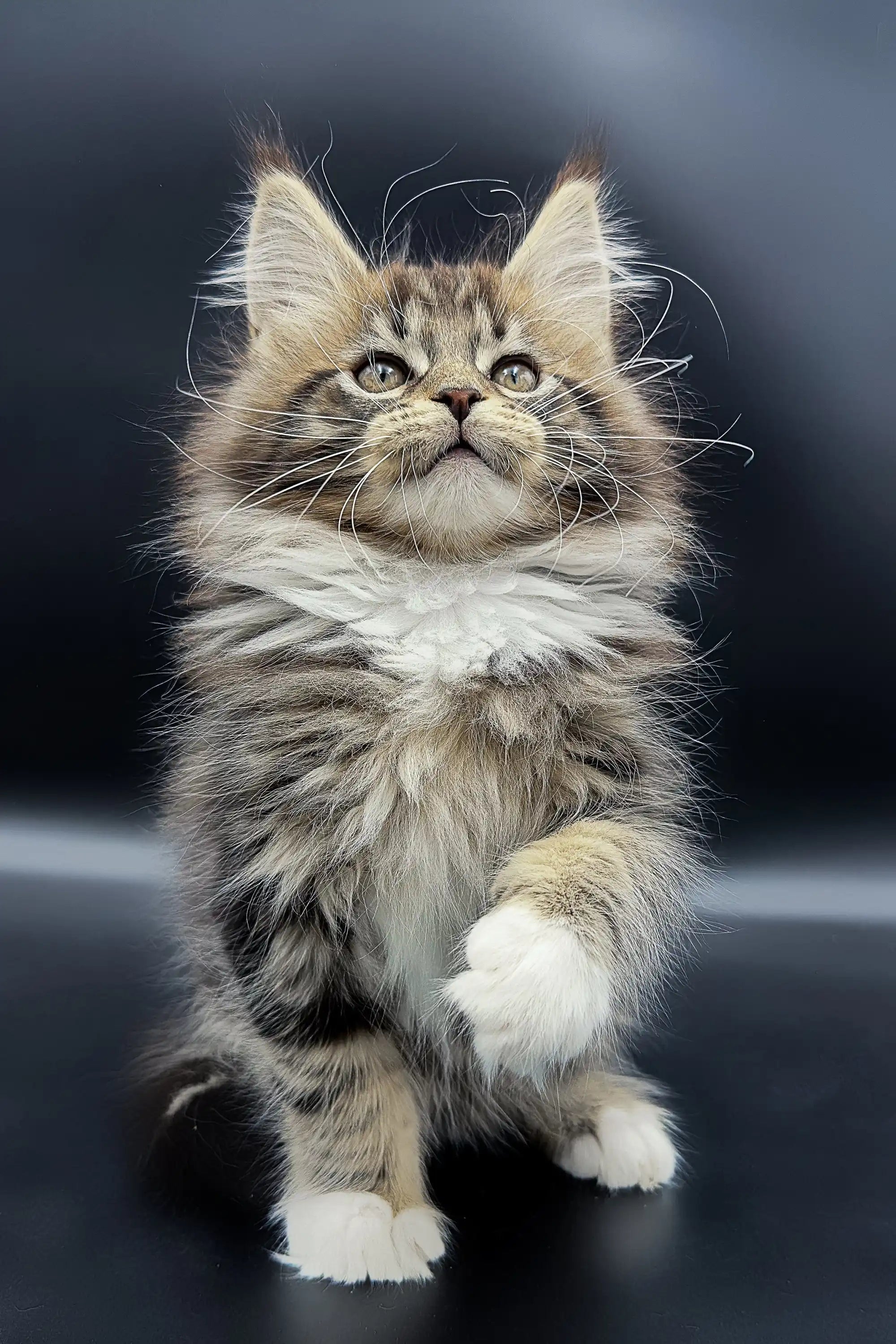 Maine Coon Kittens for Sale Yukon | Kitten