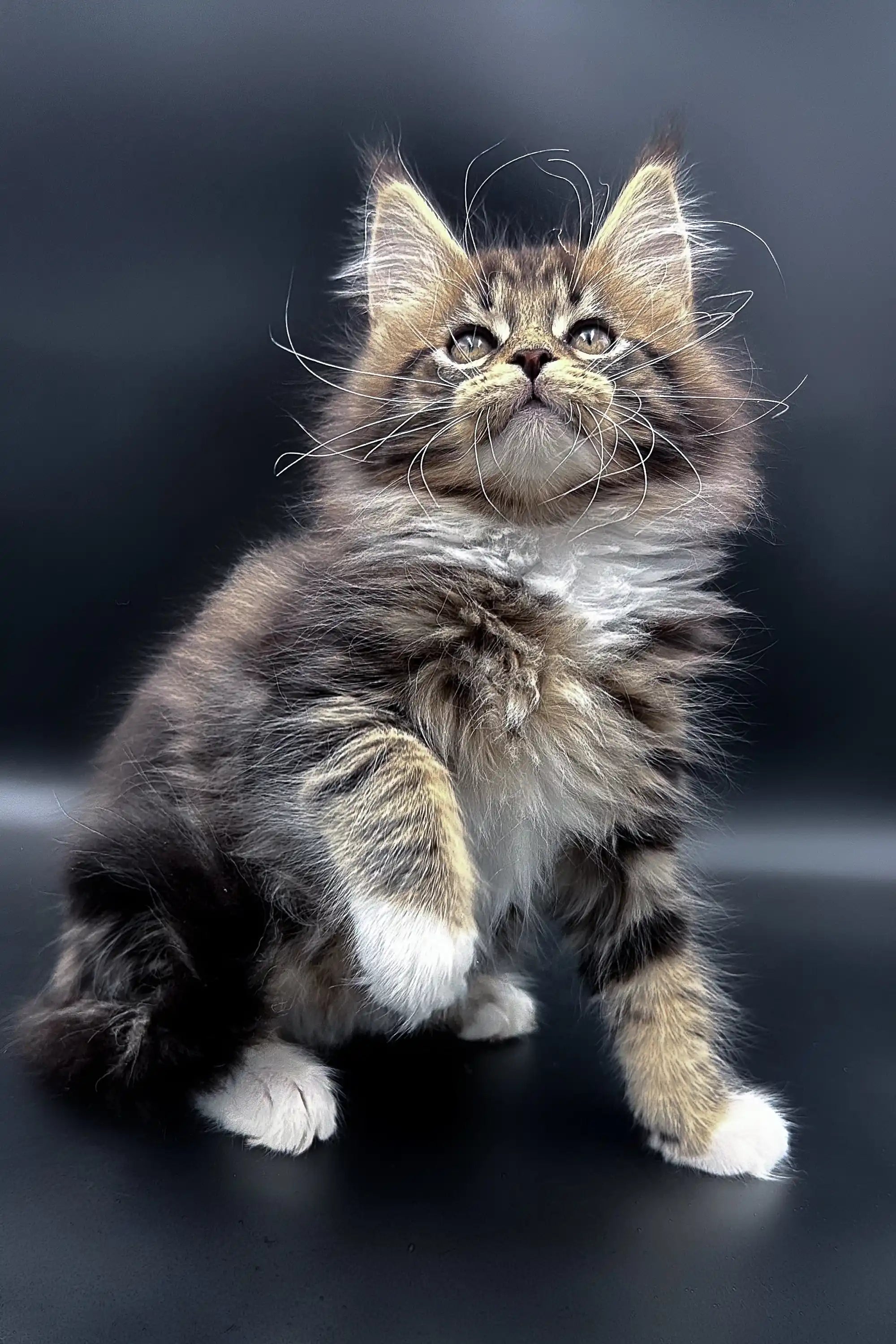 Maine Coon Kittens for Sale Yukon | Kitten