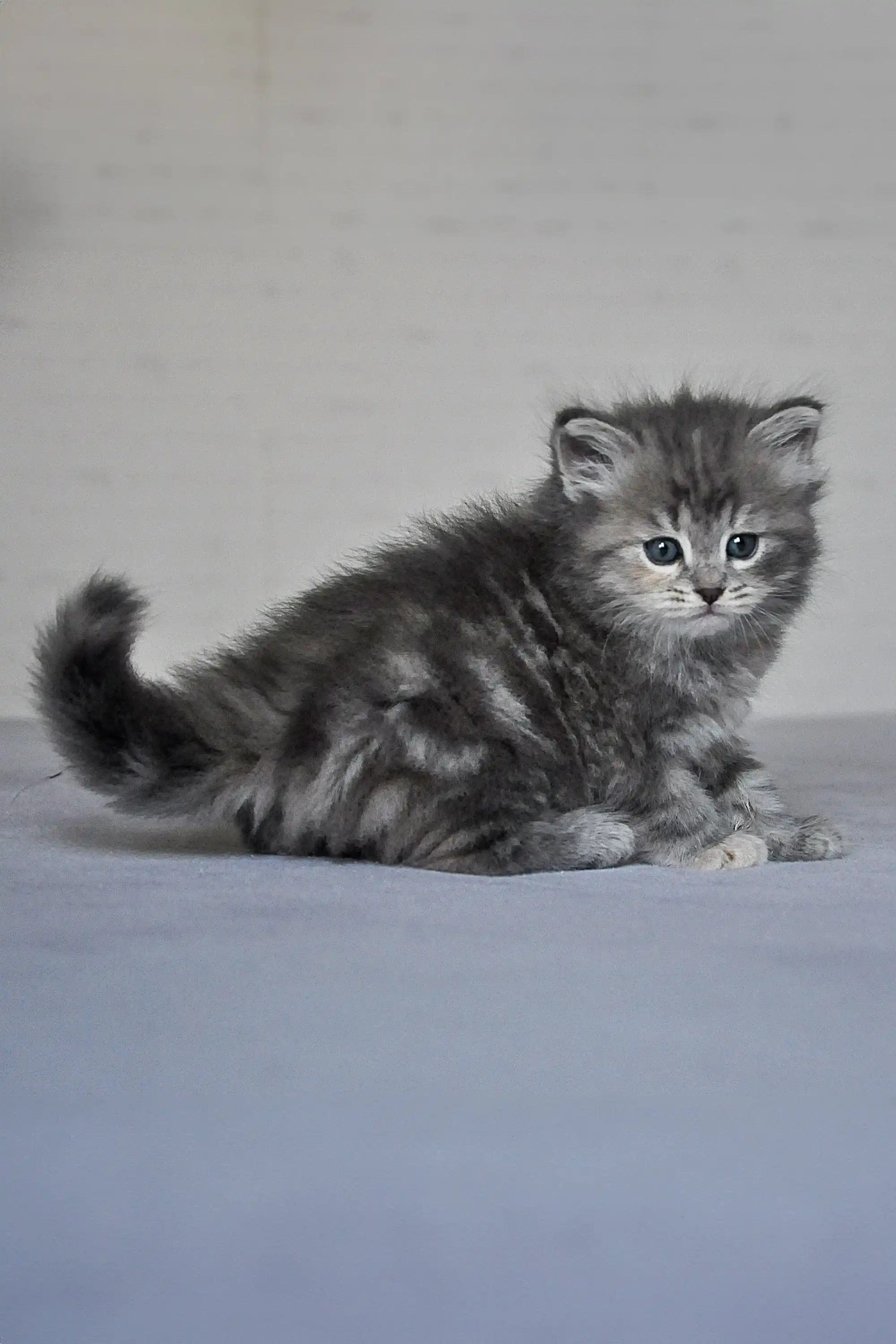 Kittens For Sale Yumi Dubravushka | Siberian Kitten