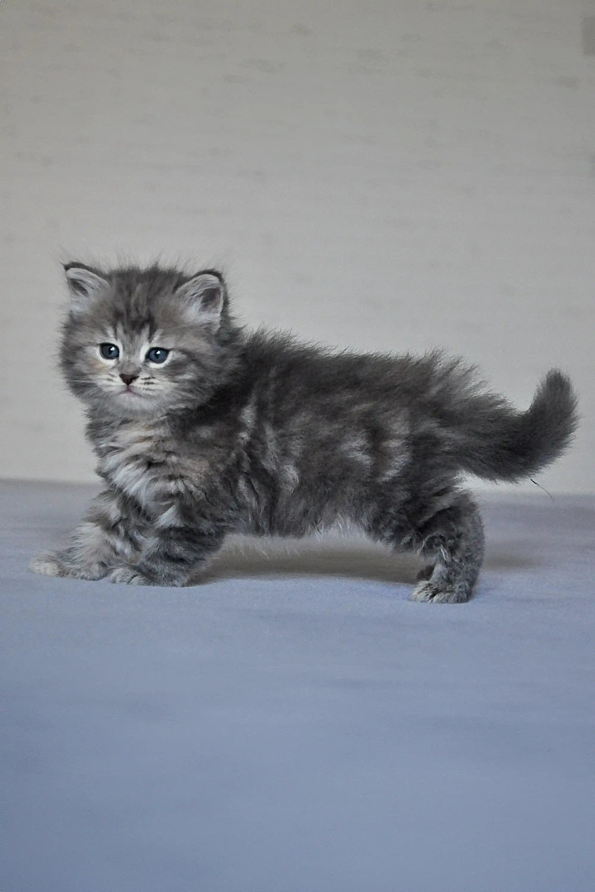 Kittens For Sale Yumi Dubravushka | Siberian Kitten