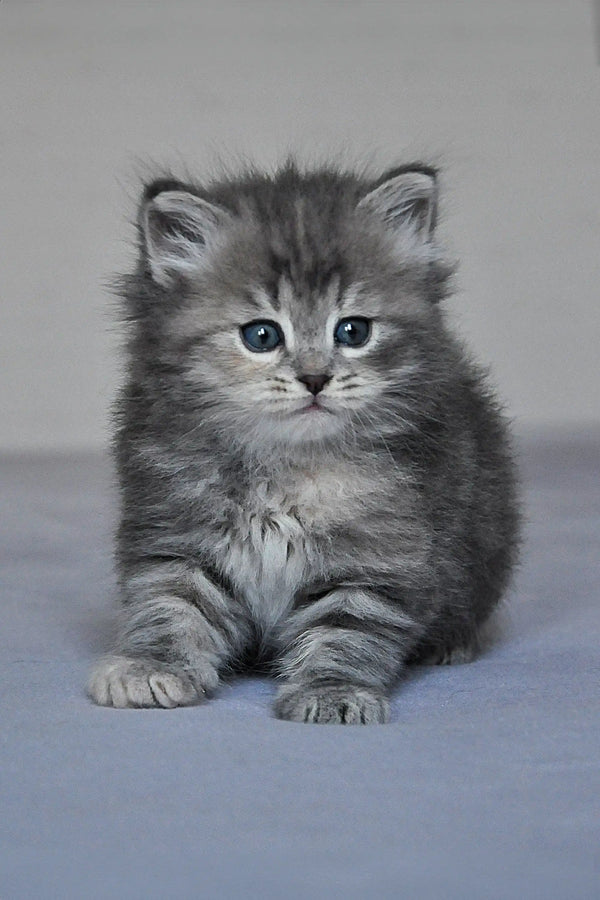 Fluffy gray Yumi Dubravushka Siberian kitten with bright eyes sitting upright