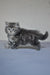 Fluffy gray tabby kitten standing sideways from Yumi Dubravushka Siberian collection