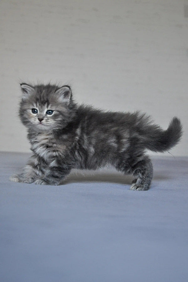 Fluffy gray tabby kitten standing sideways from Yumi Dubravushka Siberian collection