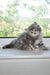 Fluffy gray Yumi Dubravushka Siberian kitten lounging on a sunny windowsill