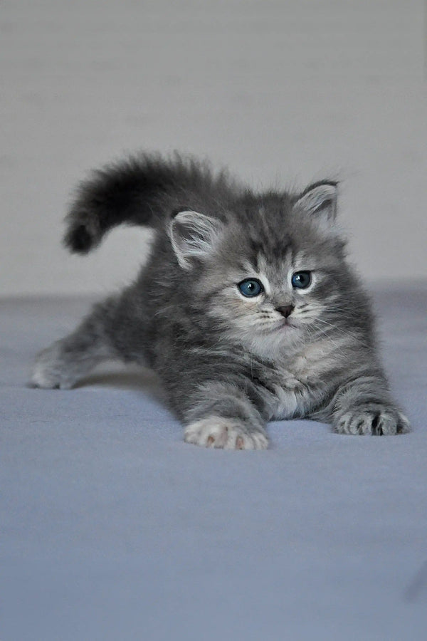 Fluffy gray Yumi Dubravushka Siberian kitten with bright blue eyes playing cutely