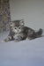 Adorable gray tabby kitten on a light surface, featuring Yumi Dubravushka Siberian charm