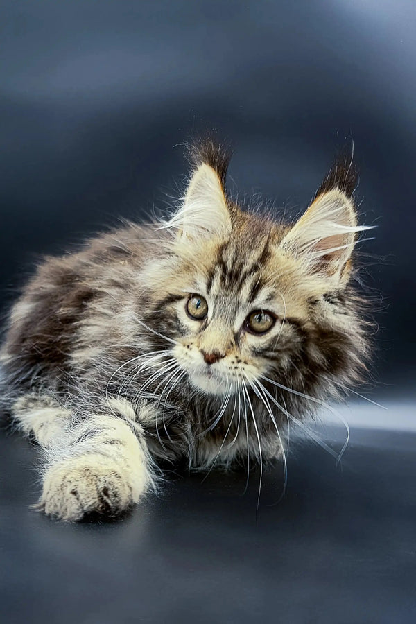 Long-haired Maine Coon kitten with ear tufts and alert expression, perfect for cat lovers