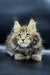 Long-haired Maine Coon kitten with tufted ears and wide eyes, perfect for cuddles