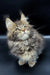 Fluffy gray tabby Maine Coon kitten with wide eyes and tufted ears ready to play