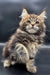 Fluffy Maine Coon kitten with big eyes and cute ear tufts, perfect for cat lovers