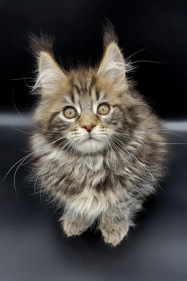 Fluffy Maine Coon kitten Yumi with green eyes and cute ear tufts