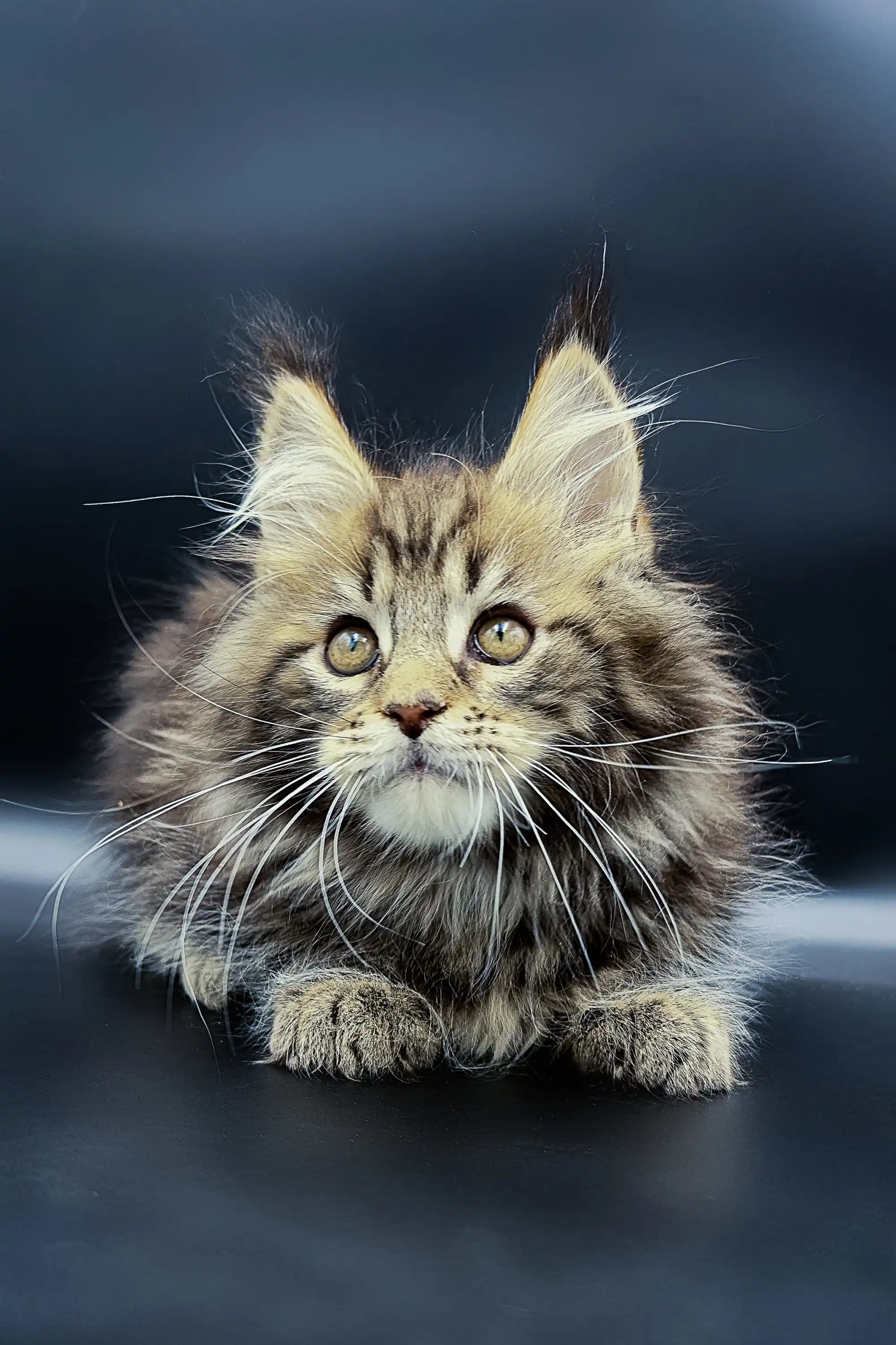 Maine Coon Kittens for Sale Yumi | Kitten