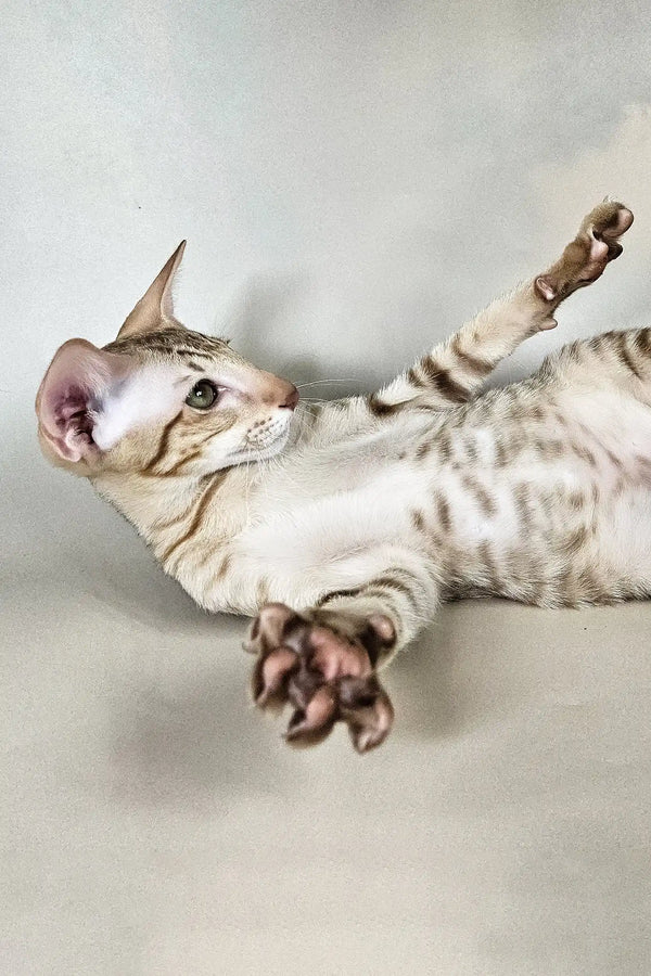 Yumi | oriental shorthair kitten