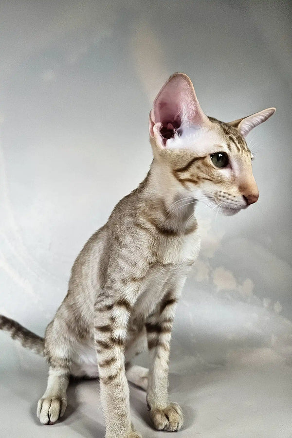 Yumi | oriental shorthair kitten