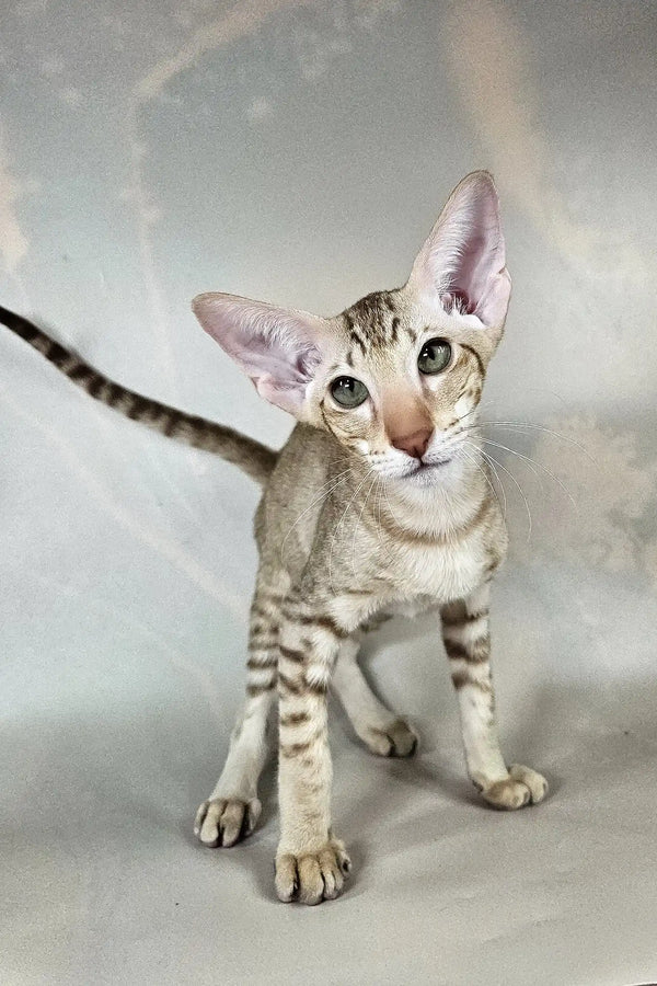 Yumi | oriental shorthair kitten