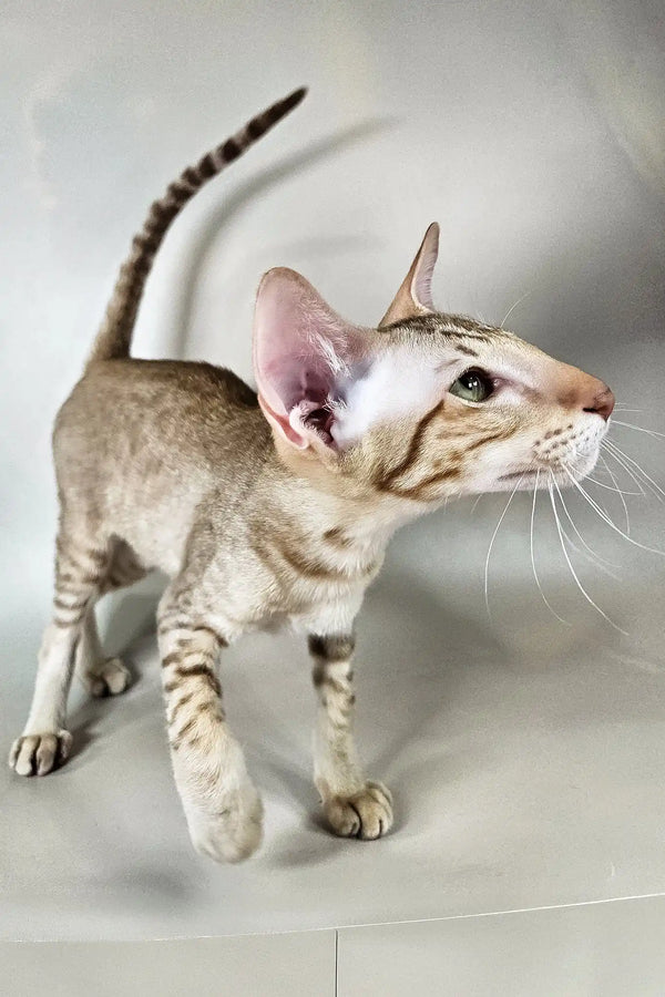 Yumi | oriental shorthair kitten