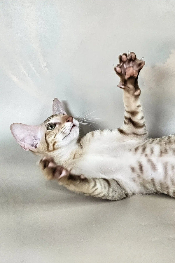 Yumi | oriental shorthair kitten