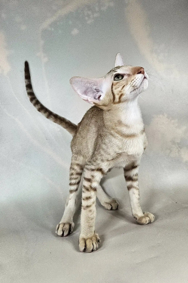 Yumi | oriental shorthair kitten
