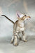 Yumi | oriental shorthair kitten
