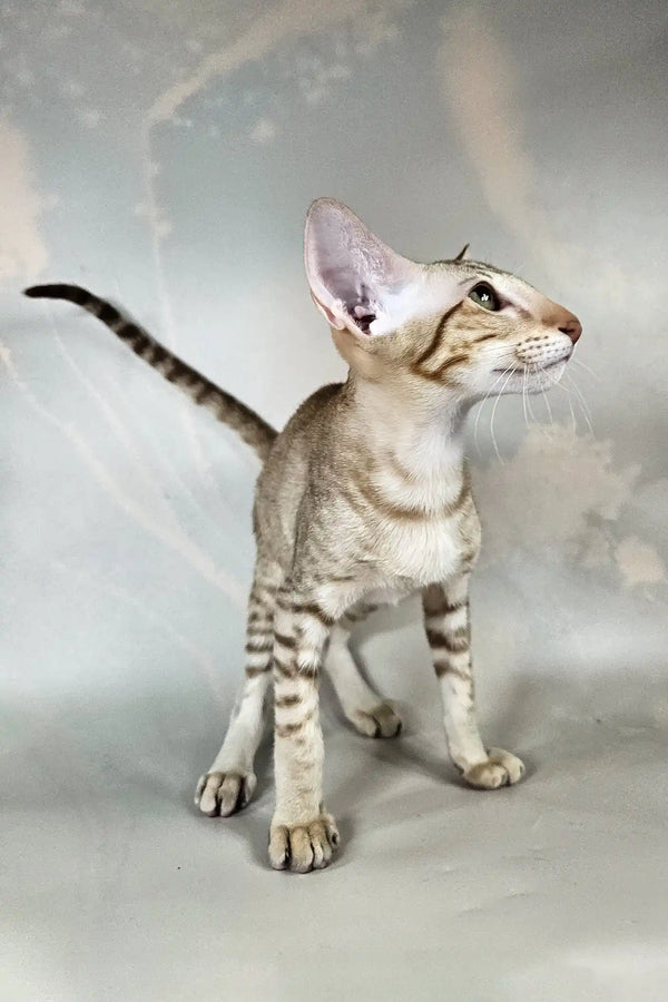 Yumi | oriental shorthair kitten