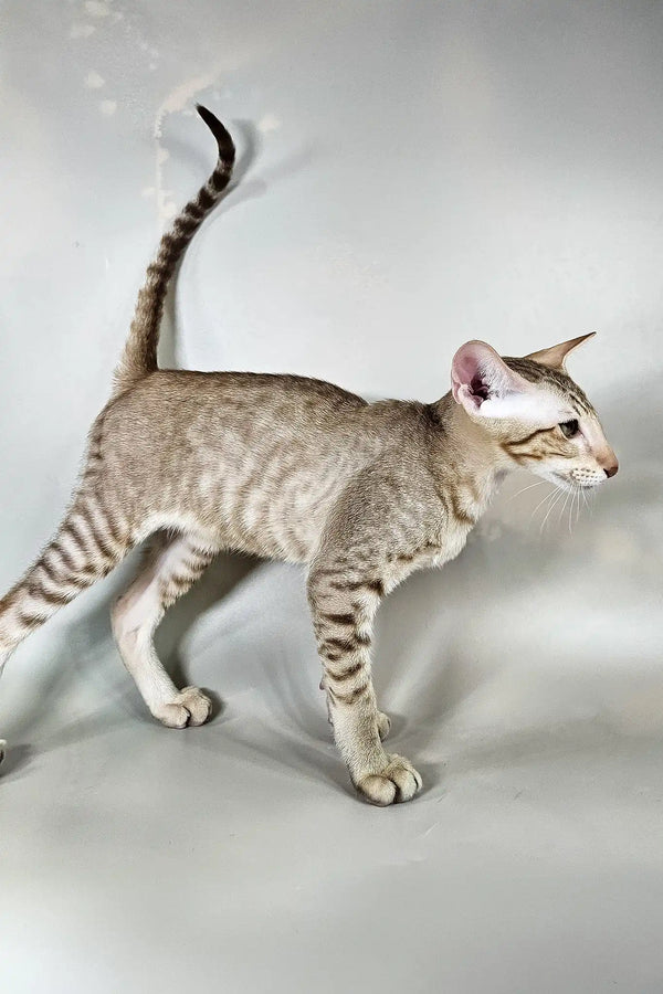 Yumi | oriental shorthair kitten