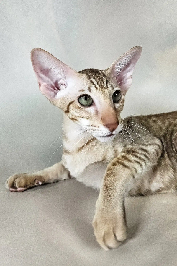 Yumi | oriental shorthair kitten
