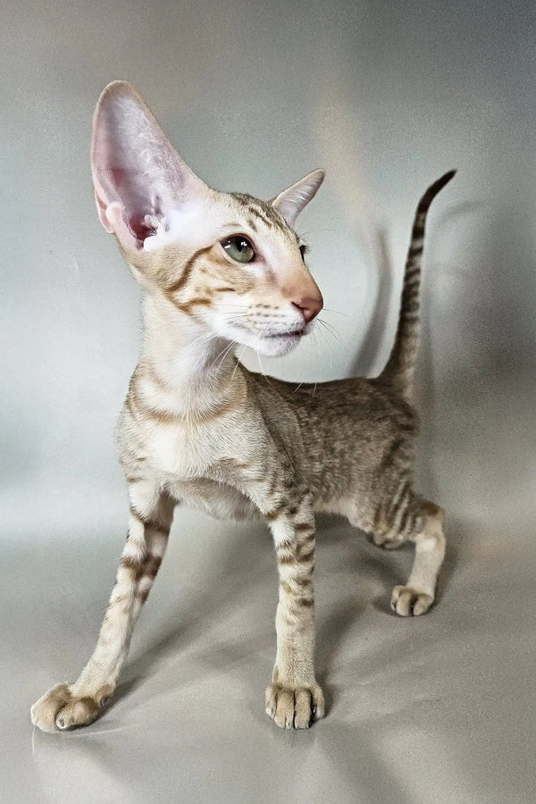 Yumi | oriental shorthair kitten
