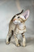 Yumi | oriental shorthair kitten