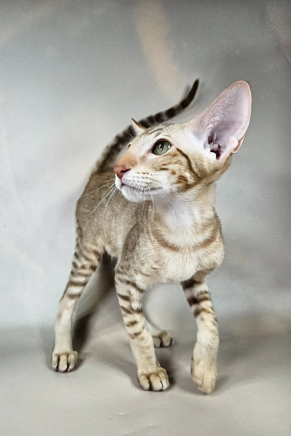 Yumi | oriental shorthair kitten